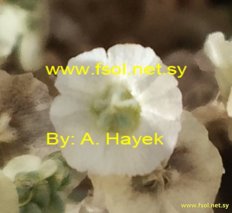 Salsola volkensii Asch.